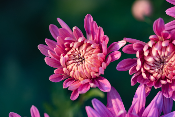 Beautiful pink chrysanthemums close up.