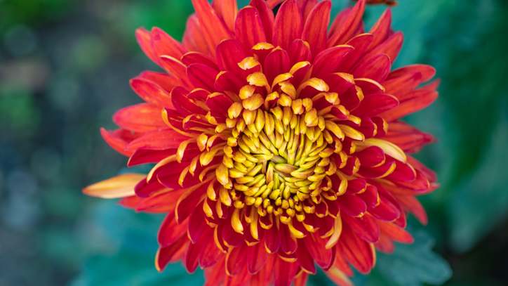 Beautiful  red chrysanthemums close up
