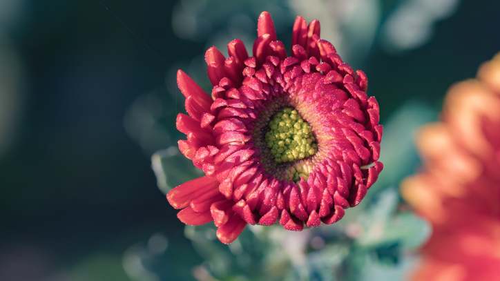 Beautiful red chrysanthemums close up