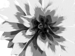 fleurs2
