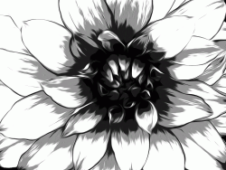 fleur1