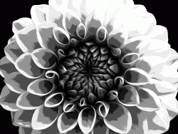 fleur3